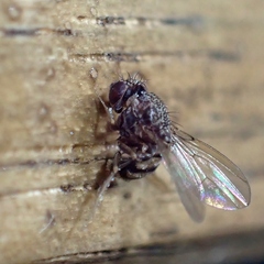 Drosophila repleta