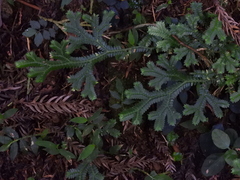 Selaginella doederleinii