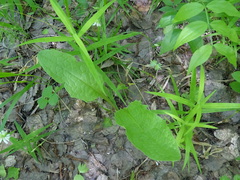Crepis sibirica