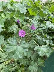 Malva sylvestris