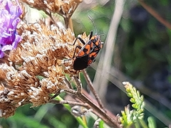 Spilostethus saxatilis