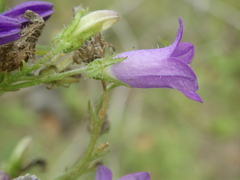 Campanula sibirica