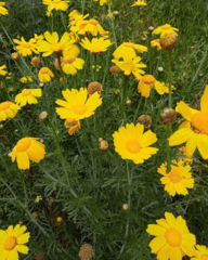 Glebionis coronaria