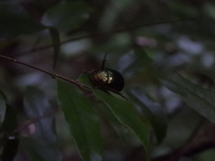 Scarabaeidae