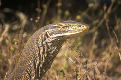 Varanus panoptes panoptes