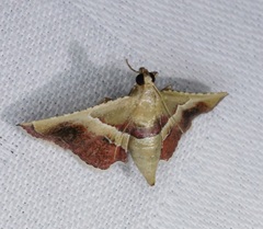 Endotricha repandalis