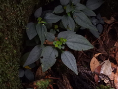 Sarcopyramis napalensis