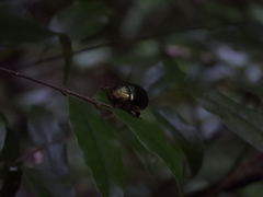 Scarabaeidae