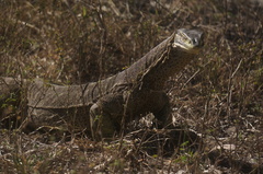 Varanus panoptes panoptes