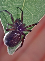 Steatoda nobilis