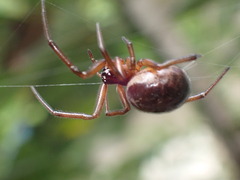 Steatoda nobilis