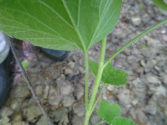 Ribes spicatum hispidulum