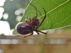 Steatoda nobilis