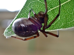Steatoda nobilis