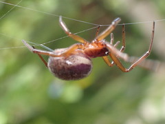 Steatoda nobilis