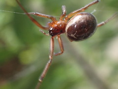 Steatoda nobilis