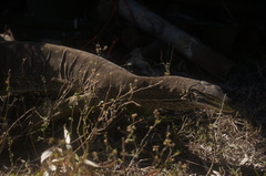 Varanus panoptes panoptes