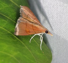 Hemiscopis sanguinea