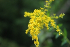 Solidago odora