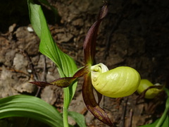 Cypripedium calceolus