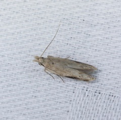 Hypatima
