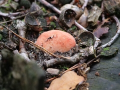 Fistulina hepatica