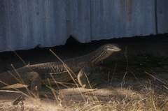 Varanus panoptes panoptes