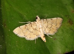 Lamprosema tampiusalis