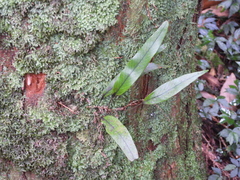 Pyrrosia lingua