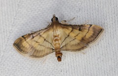 Marasmia poeyalis