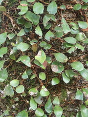 Pyrrosia eleagnifolia