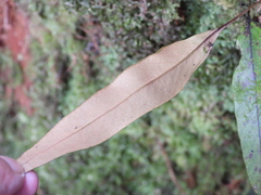 Pyrrosia lingua