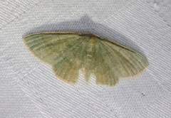 Microloxia chlorissodes