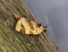 Neocalyptis liratana