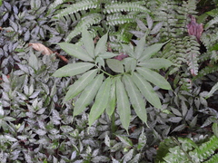 Arisaema heterophyllum