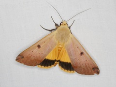 Ophiusa disjungens