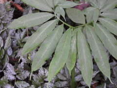 Arisaema heterophyllum