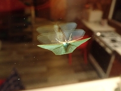 Thalassodes dorsilinea