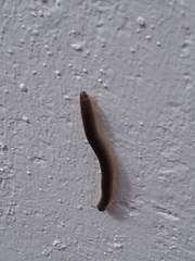 Pachyiulus flavipes