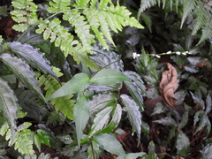 Persicaria jucunda