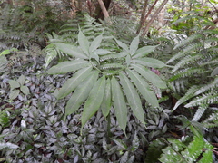 Arisaema heterophyllum