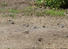 Stizoptera bichenovii