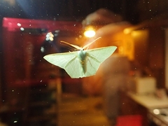 Thalassodes dorsilinea