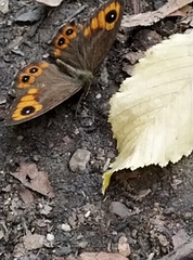 Lasiommata adrastoides