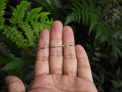 Persicaria jucunda