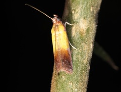 Piesmopoda semilutea