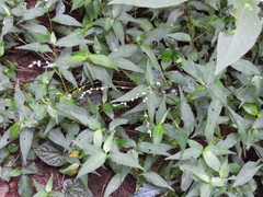 Persicaria jucunda