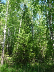 Pinus sibirica