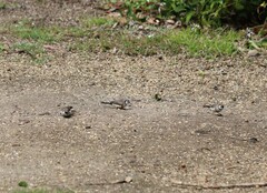 Stizoptera bichenovii