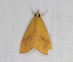 Portentomorphini